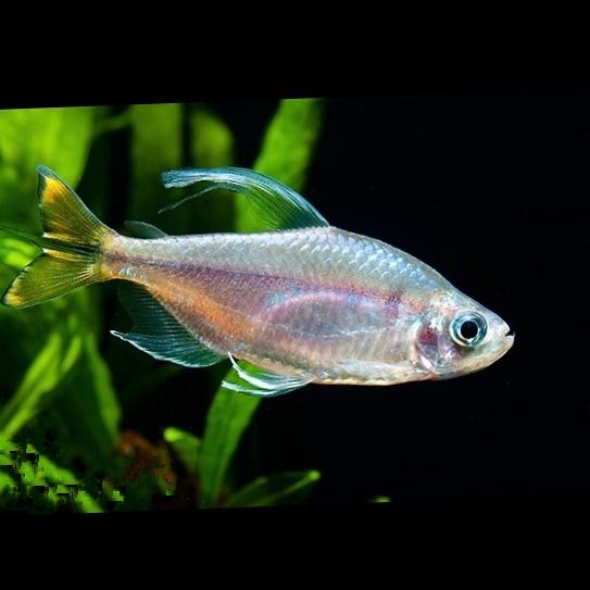 Alest.caudalis   Gele kongozalm SM